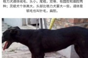 选择适合养成年犬的品种