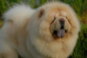 如何选择适合松狮的狗粮（营养均衡才能健康成长）