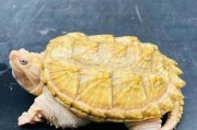 新手养什么鳄龟？（选择适合新手的鳄龟品种）