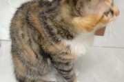 揭秘猫咪智商高的6个表现（如何判断猫咪智商高低？）