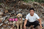 网友晒自家金毛110斤，引发上锅炖肉热议