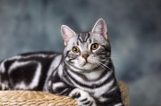 探秘美国短毛猫的七种常见毛色（从黑色到白色，美国短毛猫的多彩外貌）
