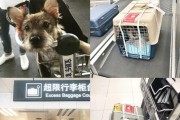 以泰迪托运注意什么？（泰迪托运的关键事项及注意事项）