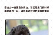 如何训练你的小狗成为聪明乖巧的宠物（掌握小狗训练的关键细节，成为宠物训练达人）