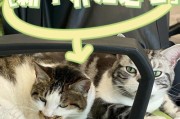 猫咪的饮食禁忌——不能吃葱（为何猫咪不能吃葱？葱类对猫咪的健康有哪些危害？）