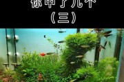 鱼缸养鱼为何要开灯？（探究鱼缸开灯对鱼类生存的重要性）