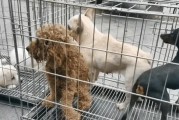 泰迪狗为什么喜欢蹭腿？（解析泰迪狗蹭腿行为的原因与意义）