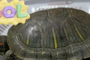 探究巴西龟的冬眠时间（巴西龟冬眠的周期与影响因素）