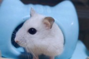 银狐仓鼠——适合新手饲养的可爱小宠物（了解银狐仓鼠品种及其养殖特点，打造温馨宠物之家）