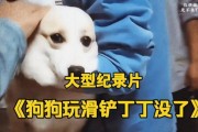 为什么要给狗狗做绝育（控制繁殖数量，提高健康生活质量）