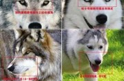 不同年代的狗狗取名之道（00后的独特取名风格）