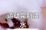 狗狗运动后的进食时间（探究狗狗运动多久后最适合进食的时间）
