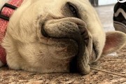 以法斗犬何时不调皮？（揭秘法斗犬调皮行为背后的原因及解决方法）