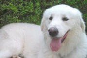 大白熊犬（了解大白熊犬的优点与魅力）