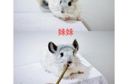 刚出生的龙猫应该吃什么奶？（寻找适合刚出生龙猫的营养奶粉）