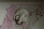 为什么猫喜欢往厕所跑？（探究猫咪对厕所的奇特偏爱）