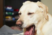 狗发烧怎么办？这些药物可以有效缓解症状（为你的宠物选择适当的药物治疗是关键）
