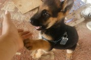 揭秘德国牧羊犬的价格（探究德牧价格的关键因素与市场走向，助你理性选择宠物伴侣）