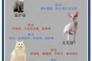 猫的好处（为什么养猫会让你更健康和幸福）