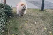 以松狮与其他狗一起养的优势和注意事项（与松狮合养的最佳狗种、松狮与其他狗共处的挑战和解决方法）