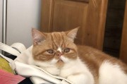小猫拉稀漏屎的原因及处理方法（了解小猫拉稀原因，帮助宠物恢复健康）