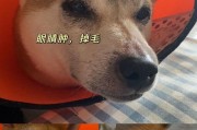 狗吃东西过敏的症状及应对方法（了解狗吃东西过敏的常见症状与处理方法，让宠物狗的饮食更健康）