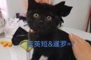 暹罗猫的最佳配对选择（与哪些猫品种最相配？）