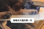 犬瘟热（犬瘟热的传播途径及保护您的爱犬健康）
