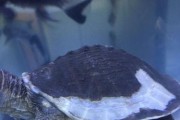 猪鼻龟的饲养指南（如何正确选择和喂养猪鼻龟，让它们健康成长）