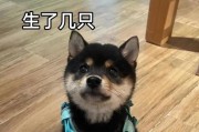 宠物狗疫苗注射后的驱虫时间及方法（科学合理的疫苗与驱虫保健计划，让你的狗狗健康成长）