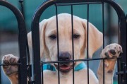 拉布拉多幼犬的养护指南（如何正确照顾你的拉布拉多幼犬）