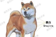如何区分秋田犬、柴犬和豆柴？（了解这三种犬种的特点和区别，轻松辨识你的宠物狗）