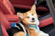 养柯基犬的重要性与注意事项（探索柯基犬的独特魅力以及如何成为负责任的主人）