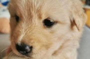 三个月金毛犬的训练指南（让你的宠物成为乖巧听话的金毛犬！）