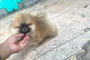 两个月小博美适合的狗粮选择（科学膳食配方，健康成长）