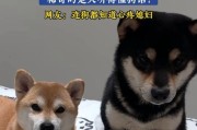 狗狗听懂人话的奥秘（揭开狗狗记忆系统的神秘面纱）
