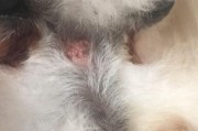 探寻狗狗鼻子上的白色物质——这是什么？（解析狗狗鼻子白斑的成因与处理方法）