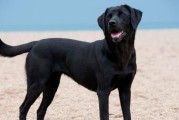 揭秘拉布拉多犬的秘密（解锁拉布拉多犬魅力，探寻背后的秘密）