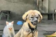 金毛幼犬何时开始吃肉？（了解金毛幼犬的肉食需求及合适的时间点）