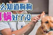 狗耳朵长耳螨的解决方法（如何有效清除狗狗耳朵中的耳螨感染）