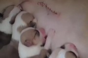 狗剖腹产后多久可以遛？（安全遛狗时间及注意事项）