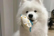 选择适合萨摩幼犬的狗粮——健康成长的关键（挑选狗粮需慎重，质量成分是关键）