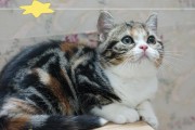 美国短毛猫的丰富毛色（探索美国短毛猫的多样外貌特征）