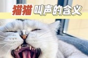 猫叫声之谜（揭开猫叫声背后的秘密，带你进入猫咪的世界）
