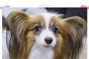 蝴蝶犬狗的洗澡频率及注意事项（保持蝴蝶犬狗清洁与健康的关键要素）