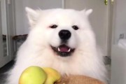 一个月大的萨摩犬的饮食指南（为您的小萨摩提供健康营养的饮食建议）