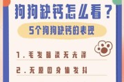 小狗缺钙的症状及预防措施（小狗缺钙的表现及其对身体的影响）