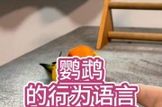 以家养鹦鹉的技巧与方法（教鹦鹉说话的有效方法及技巧）