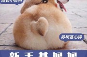 小奶狗两个月大需要服用什么药物（保护小奶狗健康成长的必备药物指南）