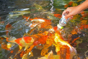 鱼类的水质管理（维护水族箱的最佳参数）